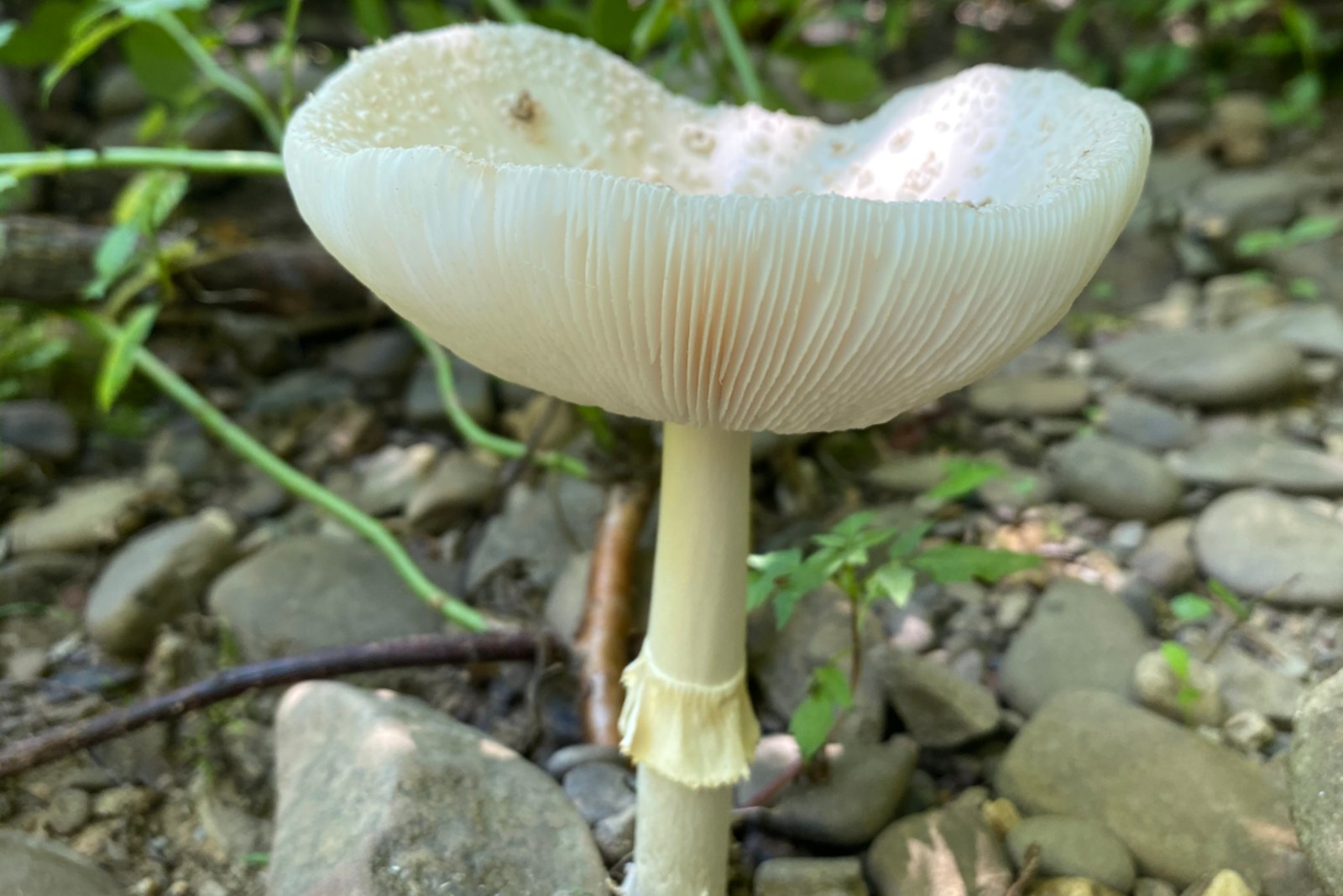 Poem, No. 5: Strange Fruit